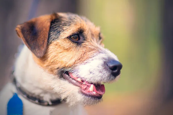 Potret Tertutup Dari Sebuah Domestik Anjing Kecil Putih Coklat Luar — Stok Foto