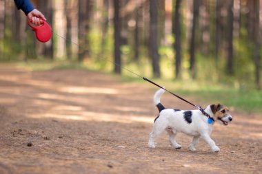 Küçük köpek tasmalı bir yaz parkta yürüyen
