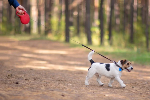Küçük köpek tasmalı bir yaz parkta yürüyen