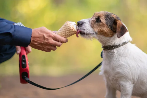 Anjing Kecil Makan Krim Luar Rumah Wafel Tanduk — Stok Foto