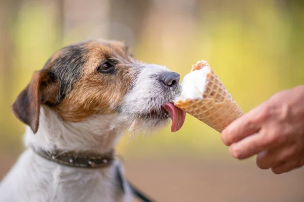 Маленькая Собака Ест Мороженое Вафельном Роге Открытом Воздухе — стоковое фото