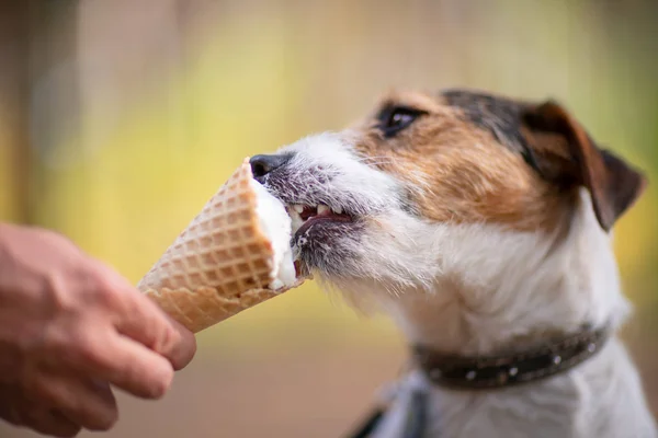 Anjing Kecil Makan Krim Luar Rumah Wafel Tanduk — Stok Foto