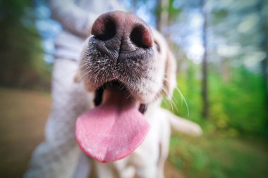 Şirin golden retriever dışında. Köpek burun atış kapatın