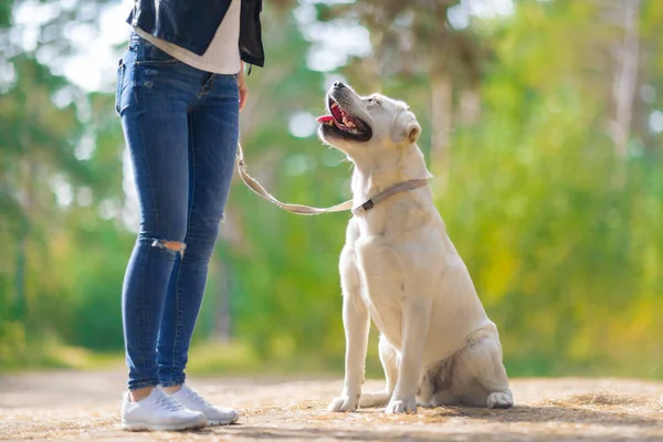 Kız parkta bir golden retriever eğitim. Açık havada oturma Labrador