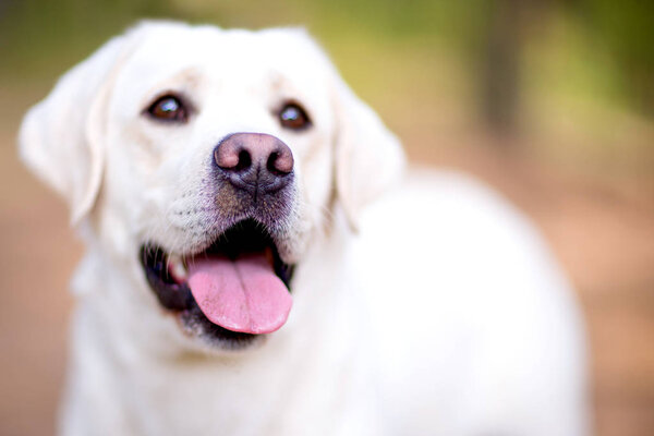 Cute golden retriever dog closeup outside. Portrait of labrador outdoors