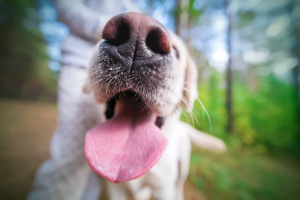 Cute Golden Retriever Close Shot Dog Nose — Stock Photo, Image
