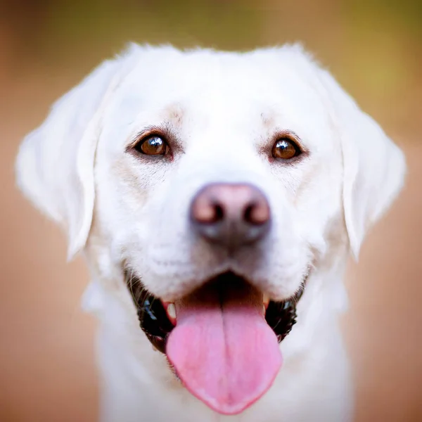 Anjing Retriever Emas Yang Lucu Luar Sana Potret Labrador Luar — Stok Foto