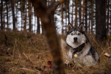 Siberian dış yapraklar Richwood sonbahar ormanda bir yürüyüşe