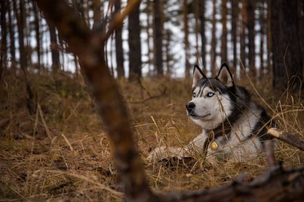 Husky Siberiano Richwood Para Paseo Bosque Otoño —  Fotos de Stock