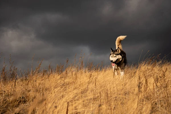 Husky Siberiano Richwood Para Paseo Bosque Otoño —  Fotos de Stock