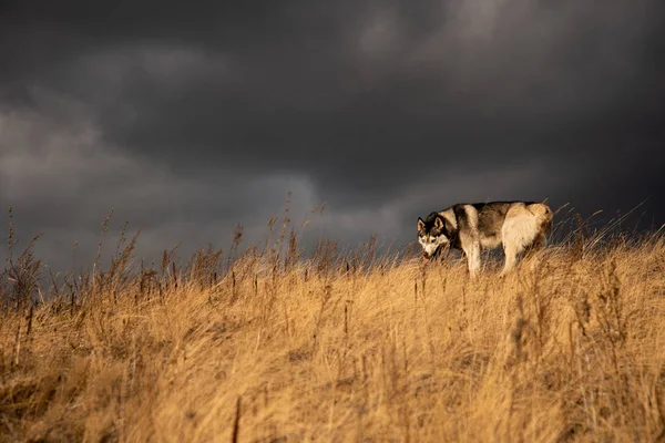 Сибирский Хаски Ричвуд Прогулки Осеннем Лесу — стоковое фото