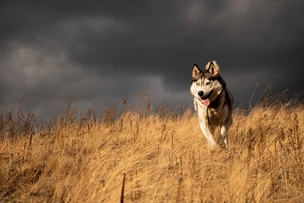 Husky Siberiano Richwood Para Passeio Floresta Outono — Fotografia de Stock