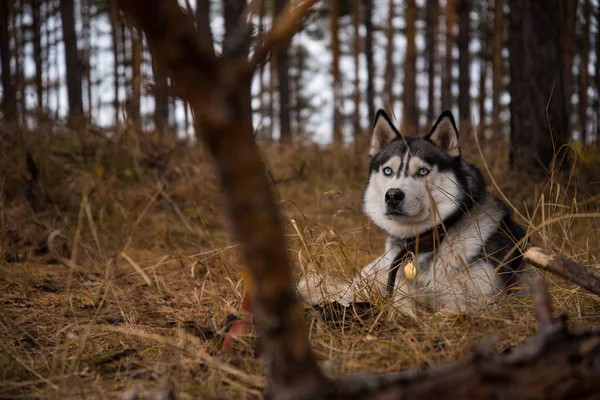 Sibirische Huskys Für Einen Spaziergang Herbstlichen Wald — Stockfoto