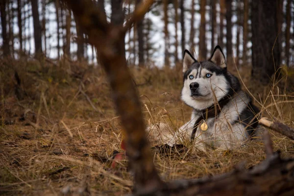 Husky Siberiano Richwood Para Paseo Bosque Otoño —  Fotos de Stock