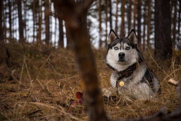 Szibériai Husky Richwood Őszi Erdőben Sétálni — Stock Fotó