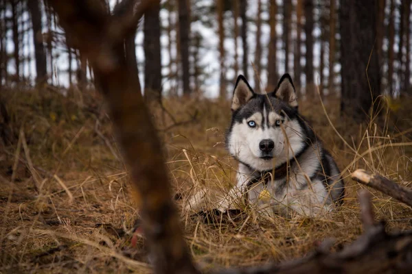 숲에서 시베리아 Richwood — 스톡 사진