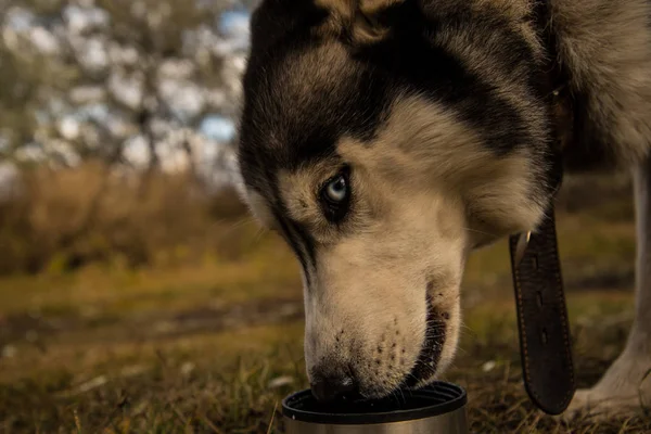 Richwood Siberiano Husky Bebe Con Leche Durante Paseo —  Fotos de Stock