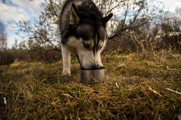 Richwood Szibériai Husky Italok Tea Tejjel Egy Séta Során — Stock Fotó