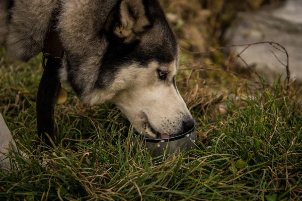 Richwood Siberiano Husky Bebe Con Leche Durante Paseo —  Fotos de Stock