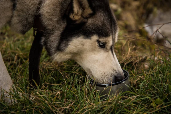 Richwood Siberian Husky Drinks Tea Milk Walk — Stock Photo, Image