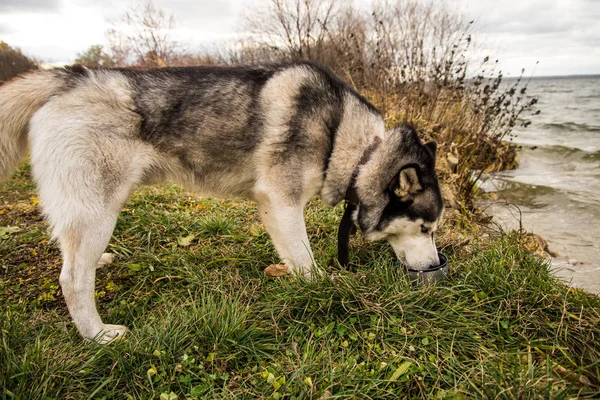 Richwood Siberiano Husky Bebe Con Leche Durante Paseo —  Fotos de Stock