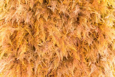 arkaplan için yeşil yaprak