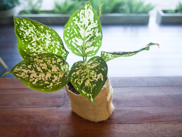 Planta sobre mesa de madera — Foto de Stock