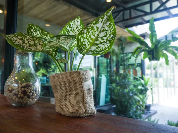 Planta sobre mesa de madera — Foto de Stock