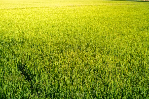 Pirinç tarlası yeşil çim gibi görünüyor. Her yerde açık yeşil — Stok fotoğraf