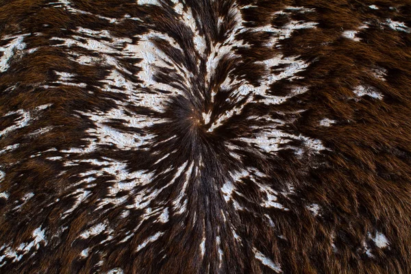 Rinderhaut zu einem Teppich verarbeitet — Stockfoto