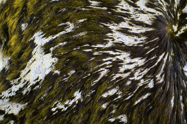 Шкіра корови, зроблена в килим — стокове фото