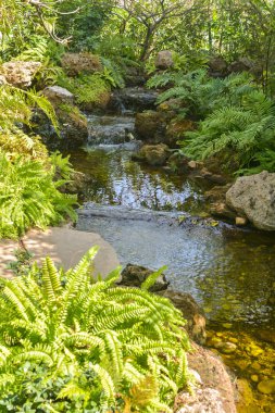Taş, su ve çalılar ile Japon Bahçesi
