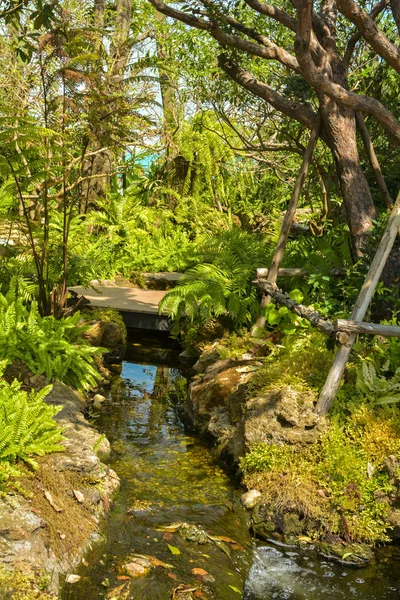 Jardin japonais avec pierres, eau et buissons — Photo