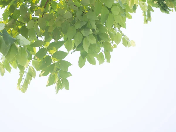 Les belles feuilles vertes sur fond blanc — Photo