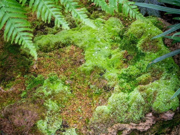 生长在树上和岩石上的蕨类 苔藓和小植物 — 图库照片