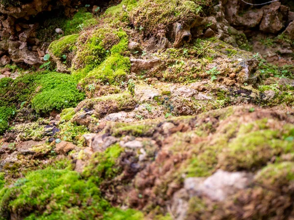 Felce Muschio Piccola Pianta Che Cresce Alberi Rocce — Foto Stock