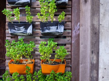 Küçük yeşil mor ve farklı renk yapraklı saksılar ahşap duvara asılı.