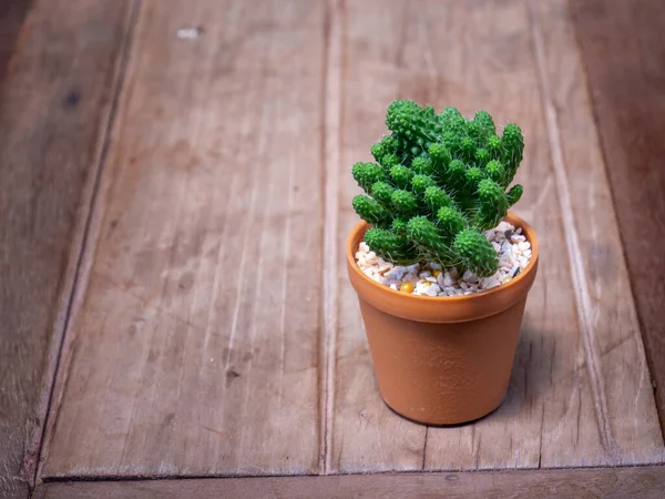 Cactus Houten Potten Geplaatst Houten Tafel — Stockfoto