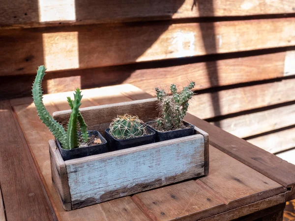 Cactus Macetas Madera Colocadas Sobre Mesa Madera — Foto de Stock