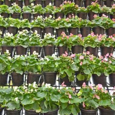 Dikey Bahçe dekoratif duvar asma saksılar