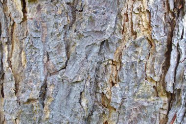 ağaç kabuğu dokusu arkaplanı