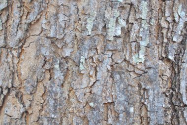 ağaç kabuğu dokusu arkaplanı