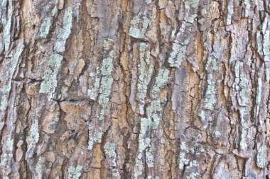 ağaç kabuğu dokusu arkaplanı