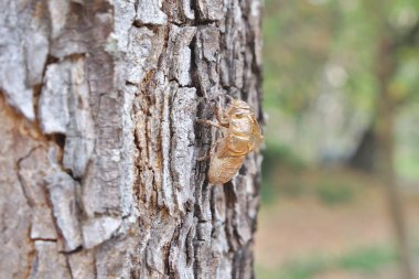 Ağaç kabuğu üzerinde böcek deri
