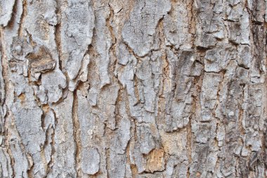 ağaç kabuğu dokusu arkaplanı