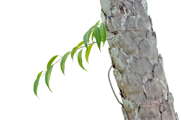 Germe Branche Arbre Isolé Sur Fond Blanc — Photo