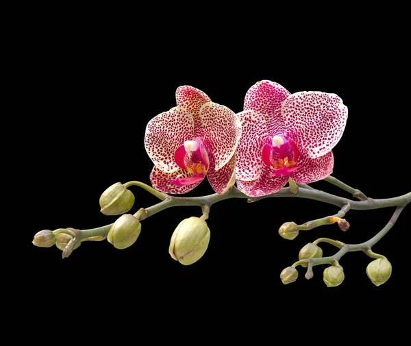 Orchideenblume Isoliert Auf Schwarzem Hintergrund — Stockfoto