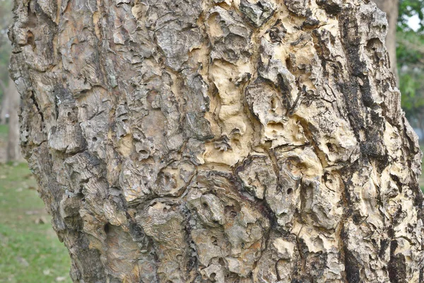 Textura Stromové Kůry Pozadí — Stock fotografie