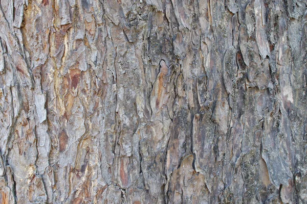 Фон Текстуры Коры Дерева — стоковое фото
