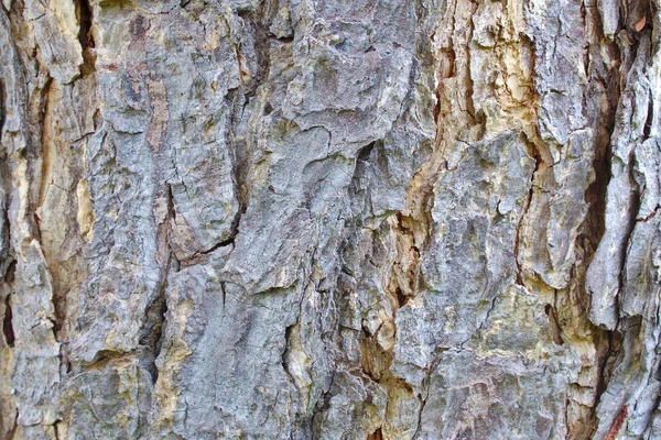 ağaç kabuğu dokusu arkaplanı
